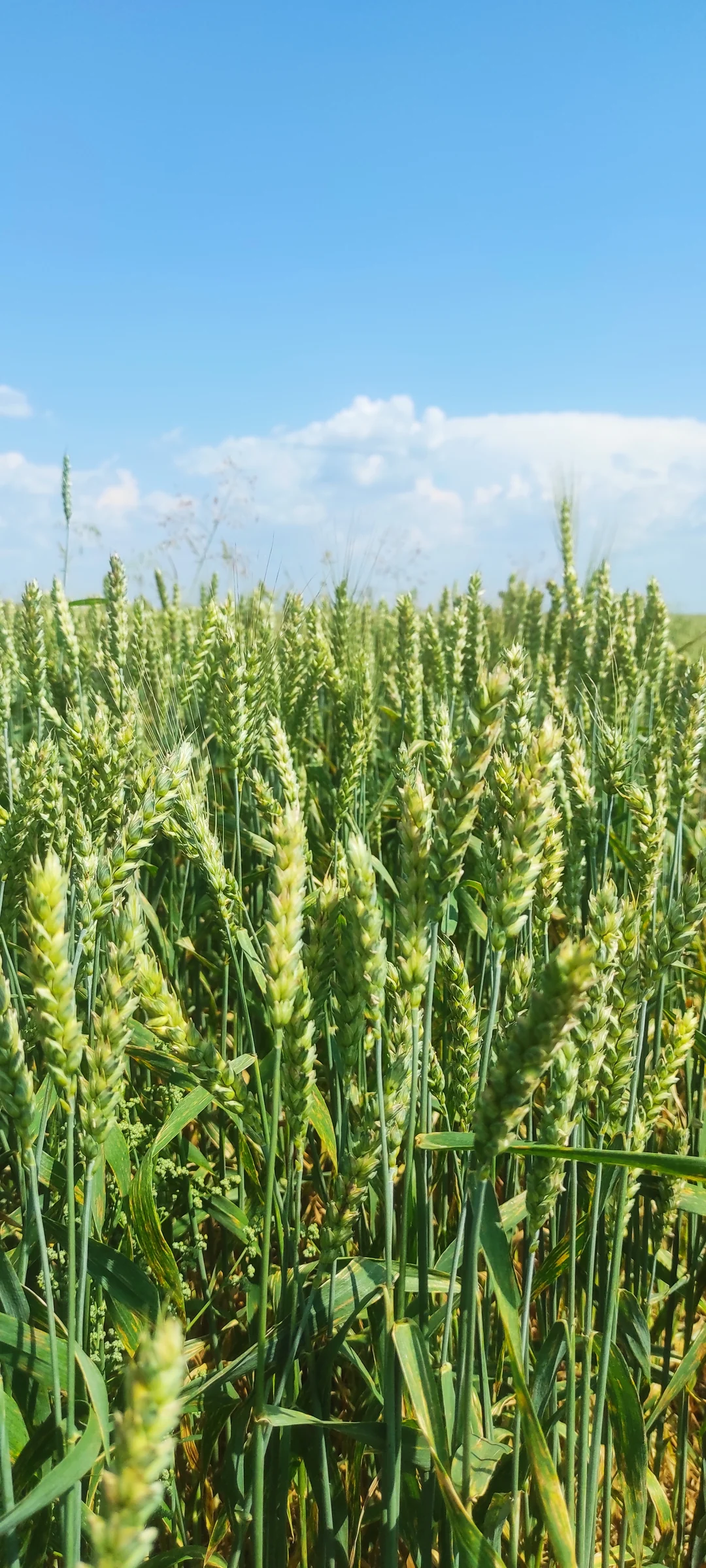 Kazakhstan — the ‘Breadbasket’ of Central Asia and Afghanistan
