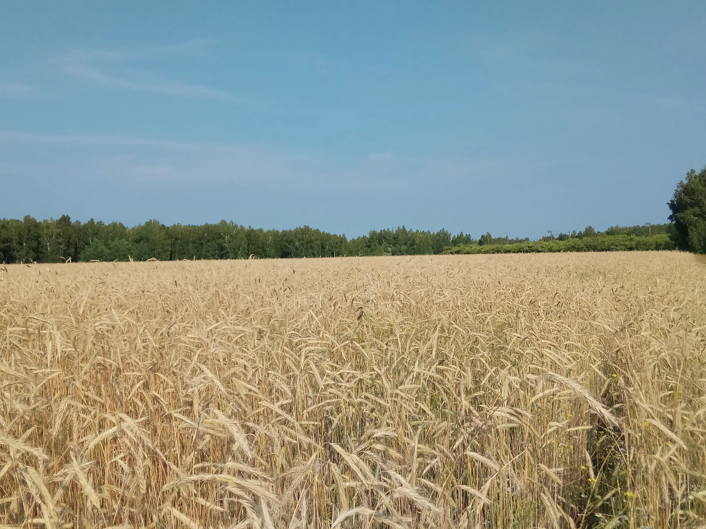 Kazakhstan — the ‘Breadbasket’ of Central Asia and Afghanistan